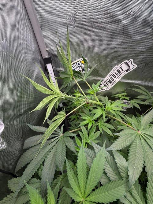 P.P.D.. Week 7