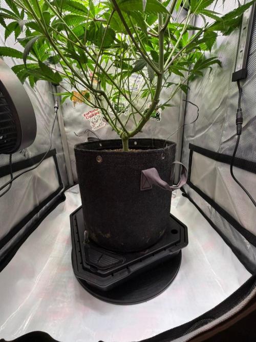 P.P.D.. Week 7
