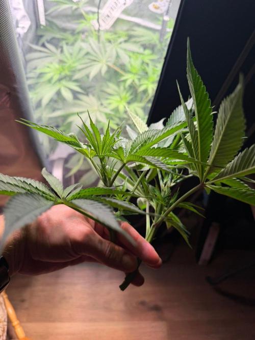 P.P.D.. Week 7