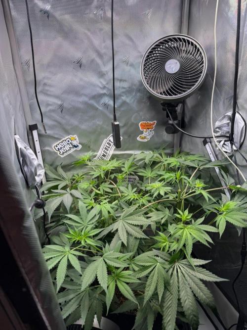 P.P.D.. Week 8