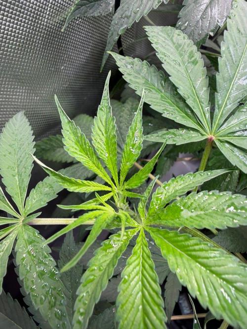 P.P.D.. Week 8