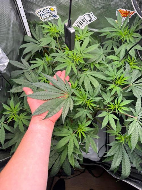 P.P.D.. Week 8