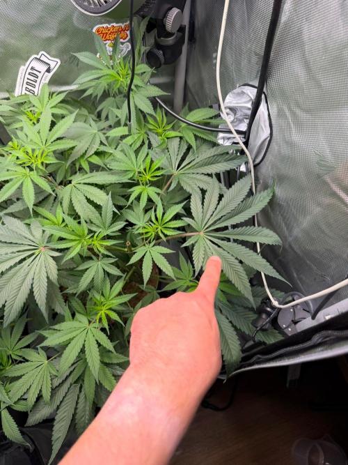 P.P.D.. Week 8