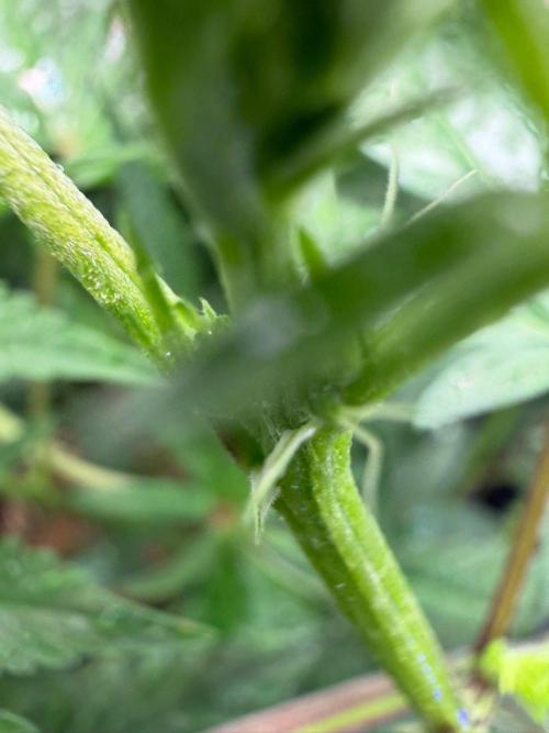 P.P.D.. Week 8