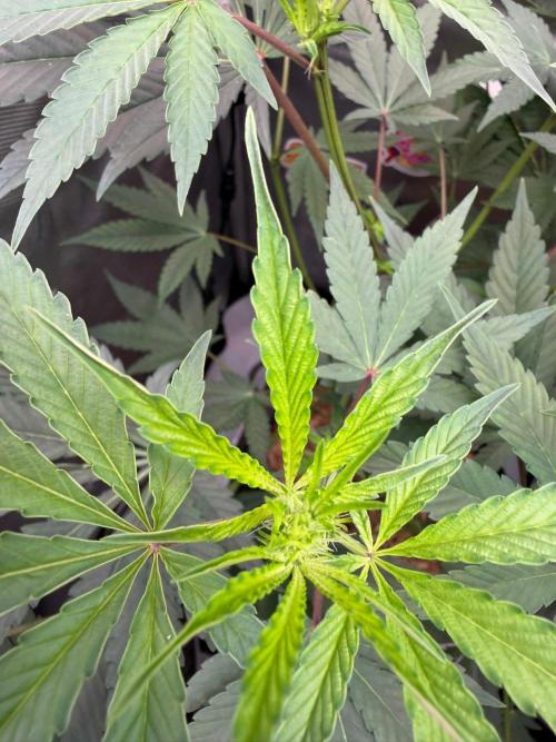 P.P.D.. Week 8