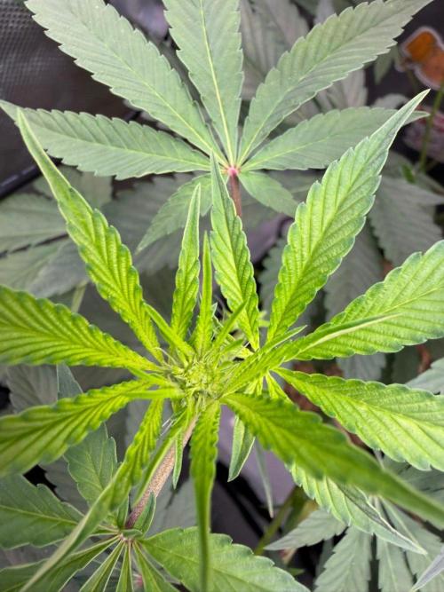 P.P.D.. Week 8