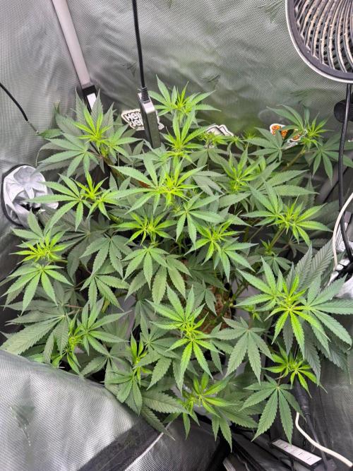 P.P.D.. Week 8