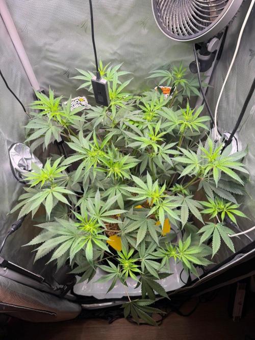 P.P.D.. Week 8