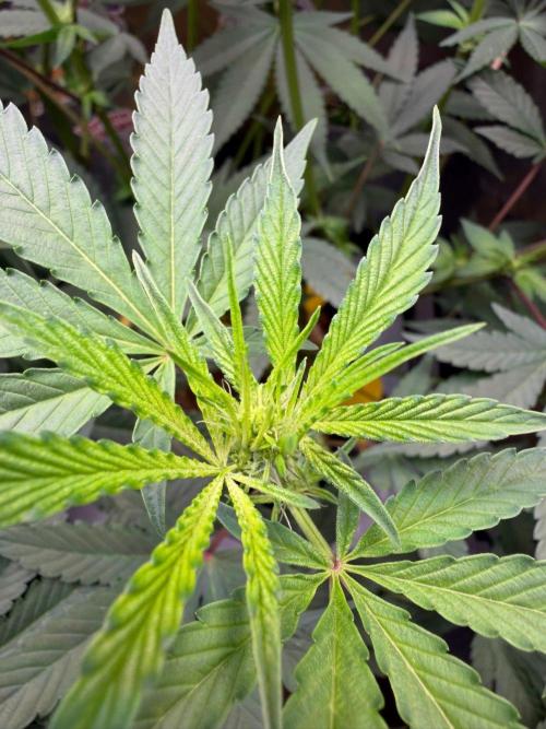 P.P.D.. Week 8
