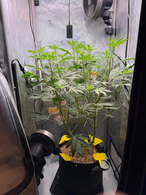P.P.D.. Week 9