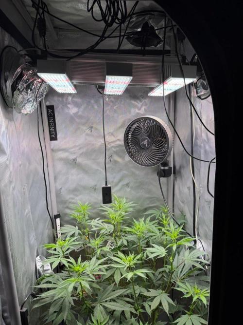 P.P.D.. Week 9