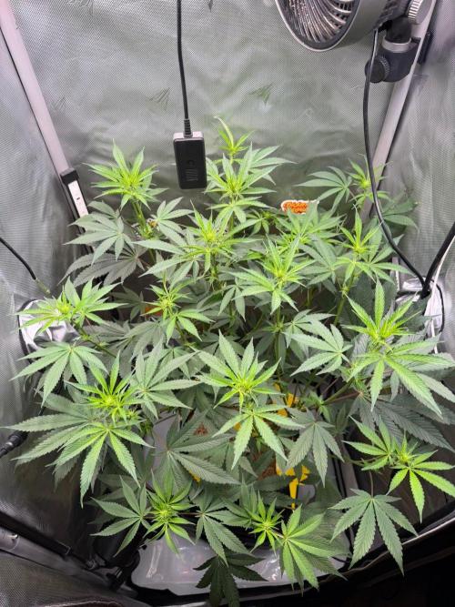 P.P.D.. Week 9
