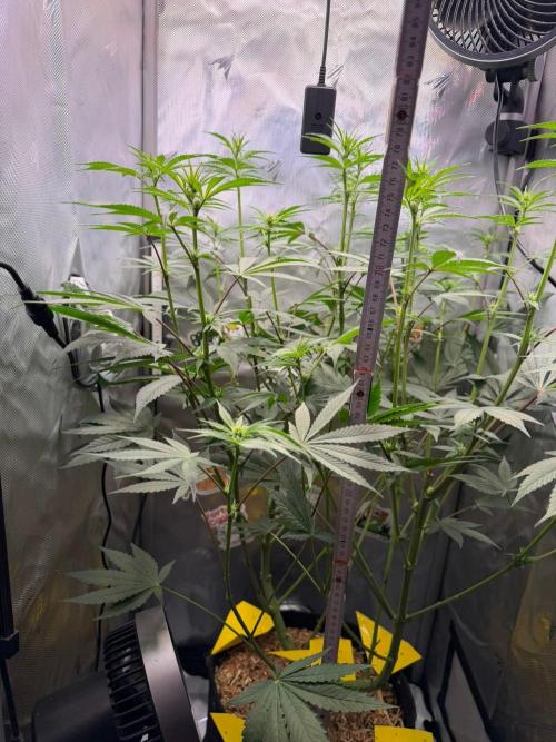 P.P.D.. Week 9