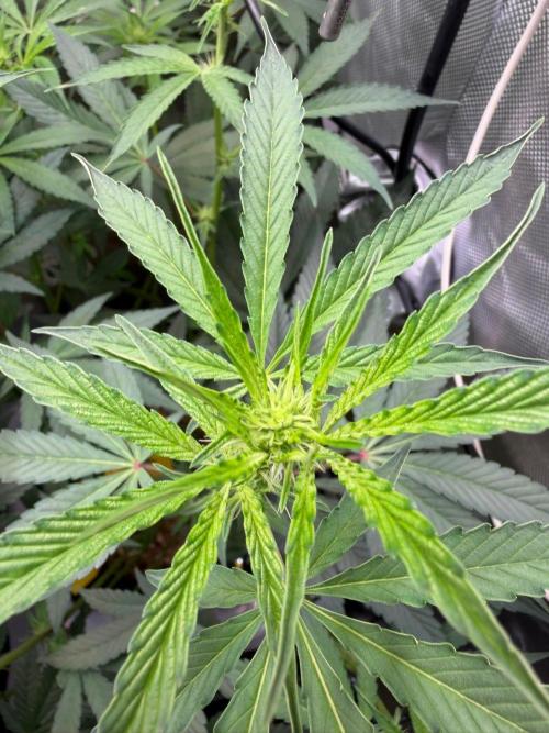 P.P.D.. Week 9