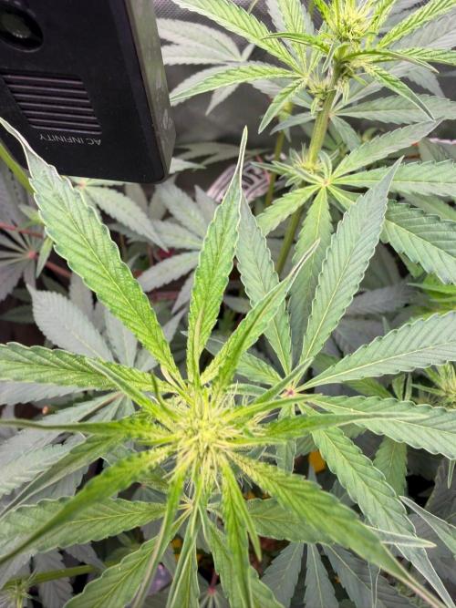P.P.D.. Week 9