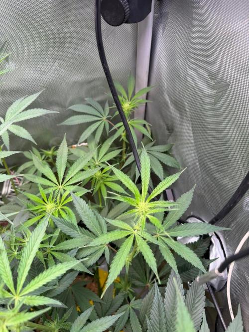 P.P.D.. Week 9