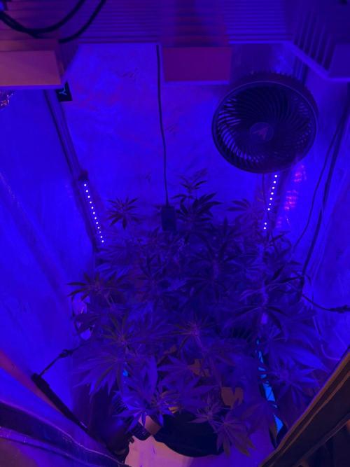 P.P.D.. Week 9