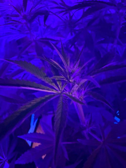 P.P.D.. Week 9
