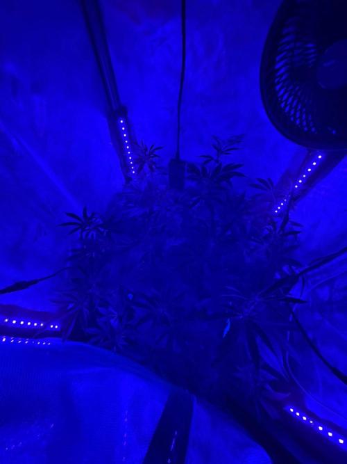 P.P.D.. Week 9