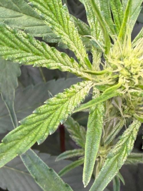 P.P.D.. Week 9