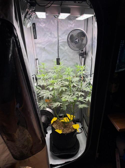 P.P.D.. Week 9