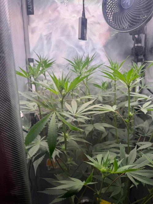 P.P.D.. Week 9