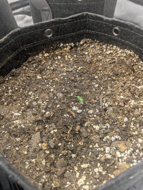 Mephisto Autoflowers. Week 0