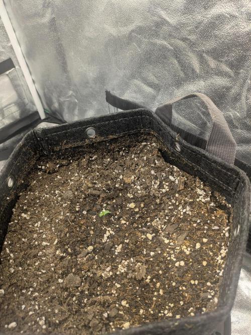 Mephisto Autoflowers. Week 0