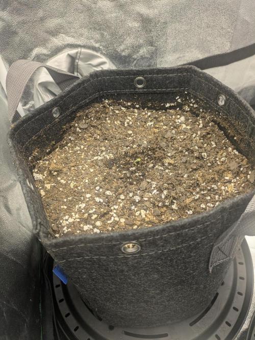 Mephisto Autoflowers. Week 0