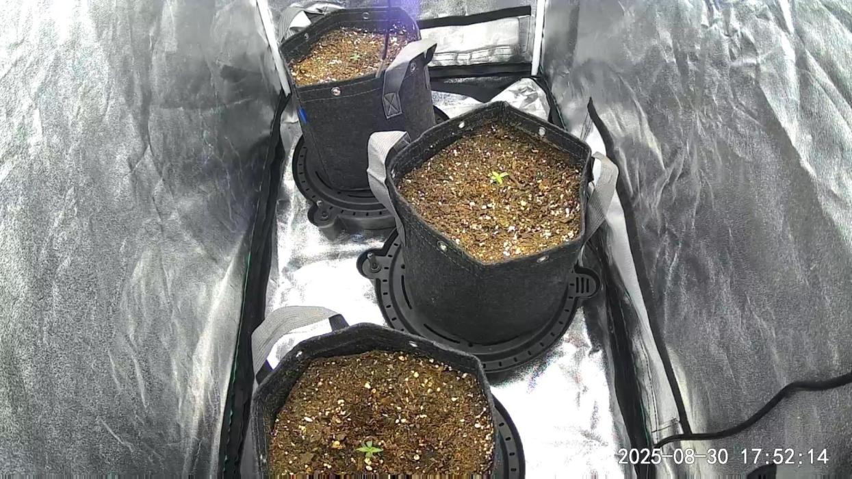 Mephisto Autoflowers. Week 1