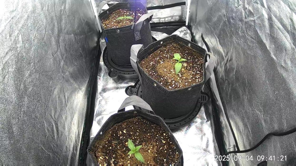 Mephisto Autoflowers. Week 2