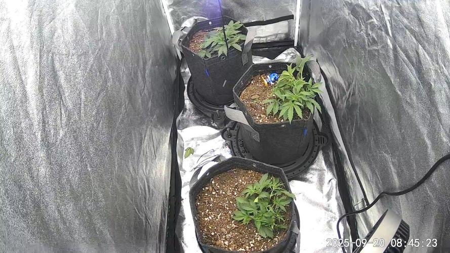 Mephisto Autoflowers. Week 3