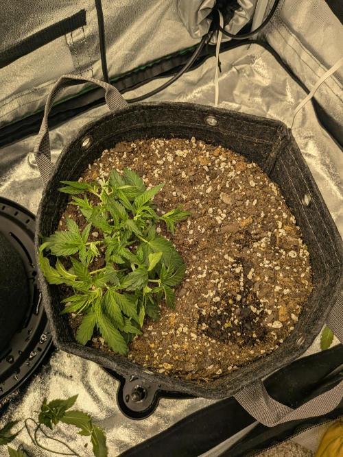 Mephisto Autoflowers. Week 3