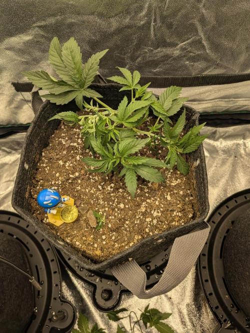 Mephisto Autoflowers. Week 3