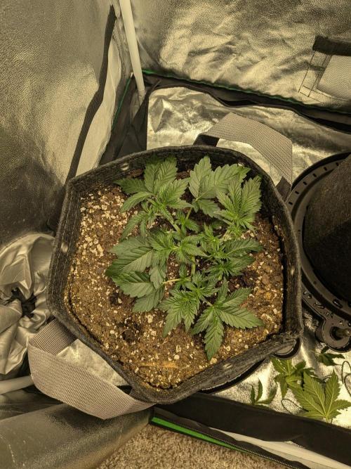 Mephisto Autoflowers. Week 3