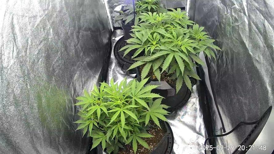 Mephisto Autoflowers. Week 4