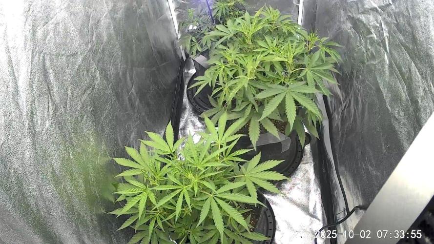 Mephisto Autoflowers. Week 4