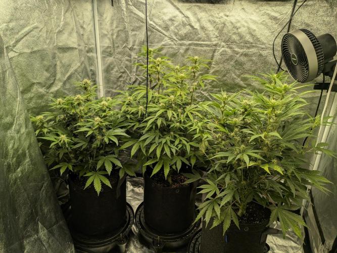 Mephisto Autoflowers. Week 5