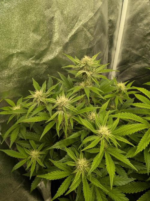 Mephisto Autoflowers. Week 5