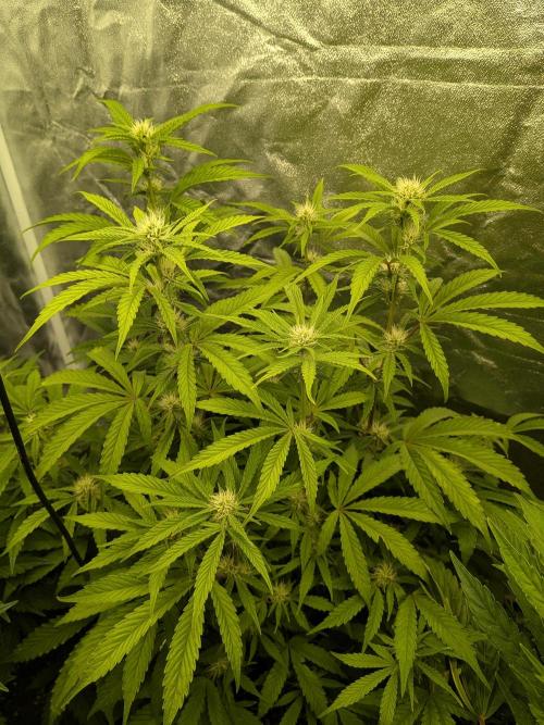 Mephisto Autoflowers. Week 5