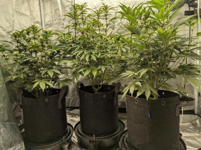 Mephisto Autoflowers. Week 5