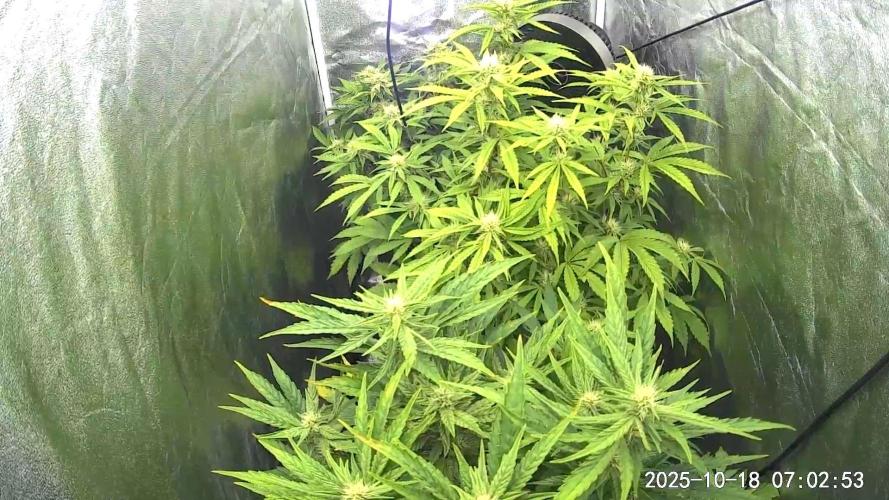 Mephisto Autoflowers. Week 5