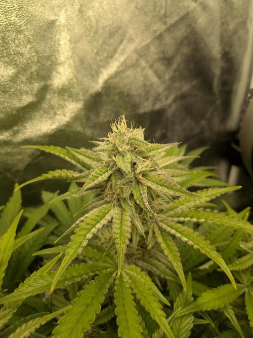 Mephisto Autoflowers. Week 6