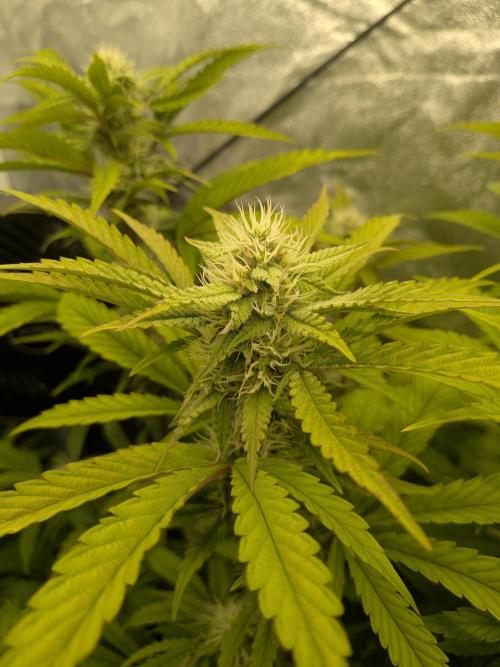 Mephisto Autoflowers. Week 6