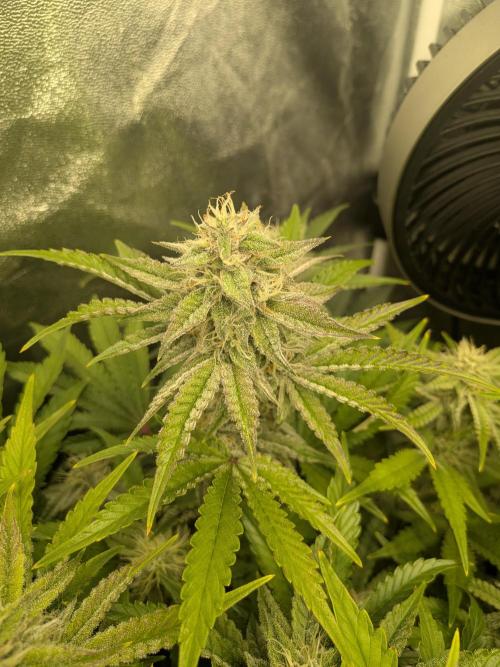 Mephisto Autoflowers. Week 6