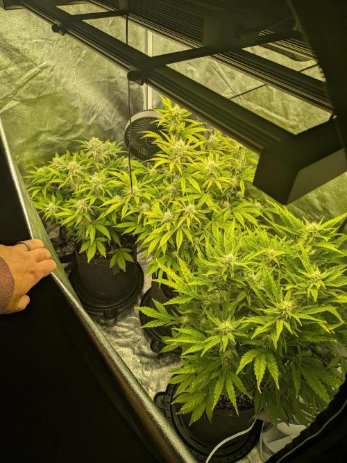 Mephisto Autoflowers. Week 6