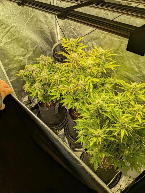 Mephisto Autoflowers. Week 7