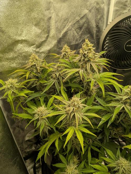 Mephisto Autoflowers. Week 7