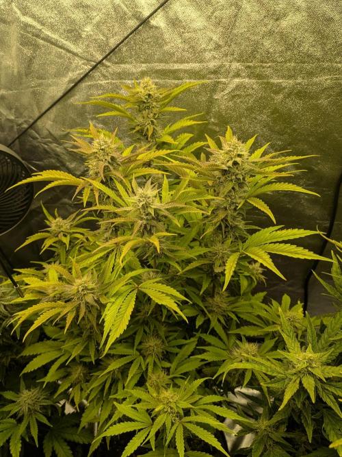 Mephisto Autoflowers. Week 7