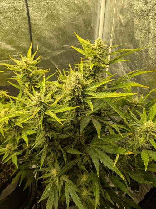 Mephisto Autoflowers. Week 7